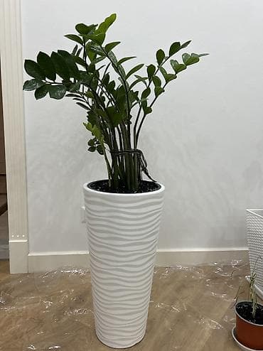 цветок зензи: Замиокулькас (долларовое дерево) в высоком декоративном кашпо. В — 4