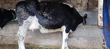 алабай щенка: Продаю | Корова (самка) | Для молока — 8