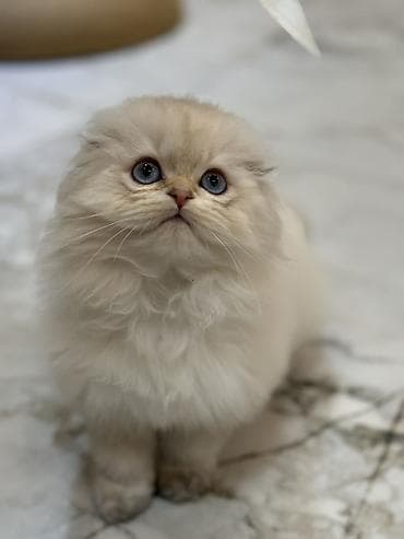 Скотиш Фолд (Шотландская вислоухая), 3 месяца, Мальчик, Золотая шиншилла, Приучена к лотку