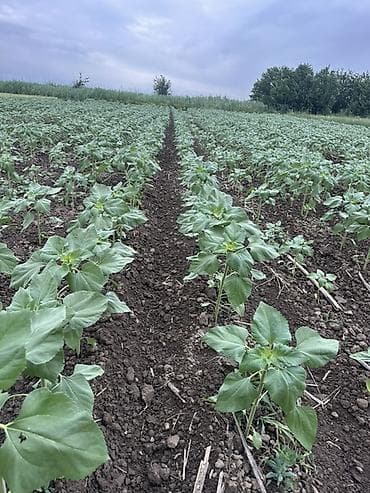 дополнительный свет: Семечки подсолнечника, фасованные - Продукт: очищенные жареные — 3