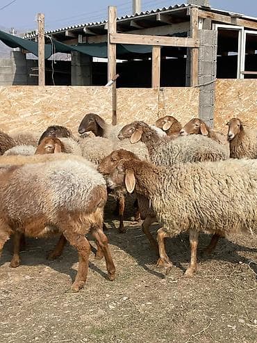 ктрижка овец: Продаю | Овца (самка) | Для разведения | Матка — 7