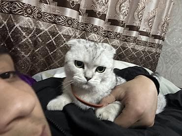 купить тайскую кошку: Скотиш Фолд (Шотландская вислоухая), 4 месяца, Мальчик, Серебристая шиншилла, Приучена к лотку — 3