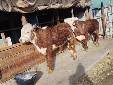 коза заненская: Продаю | Бык (самец) | Герефорд | На откорм — 4