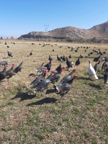 дом для собаки: Сатам | Ургаачы күрп (ургаачы) | Кара ханзаада, Түндүк Кавказ | Союуга | Асыл тукумдуу — 3