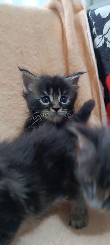 Животные: Мейн-Куны 🥰🥰🥰. Продаются котята Рысята ♥️ Чистокровные, Шикарные — 4