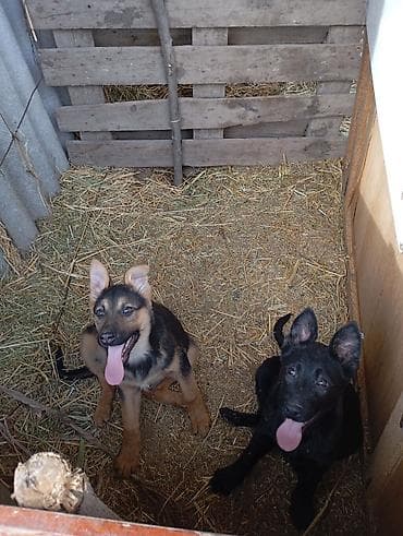 охотичный собака: Авчарка кучуктор 3-жарым ай болду прививкаланган 2-ургачы Кучук калды — 1