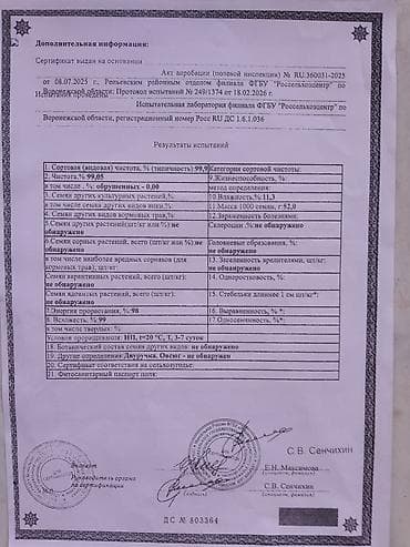 Продам с поля при уборке Семенной ячмень, Амберг сорт, сеял — 8