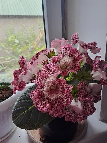 фикус большой: Глоксиния (Sinningia speciosa), коллекционные сорта с крупными — 6