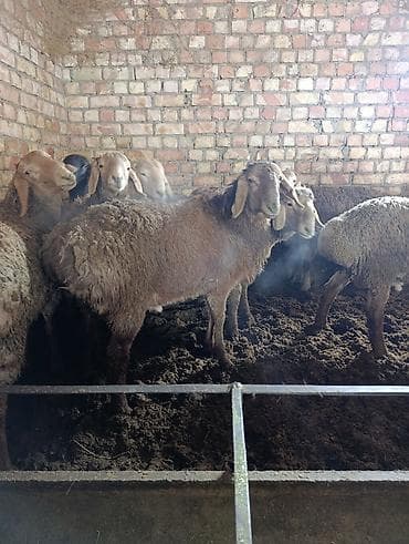 живой баран: Продаю | Баран (самец) | Арашан | Для разведения | Племенные — 9