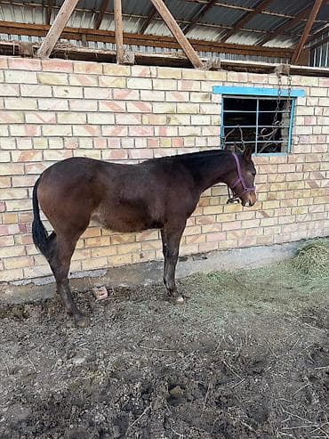 машка собака: Продаю | Жеребенок | Конный спорт — 10