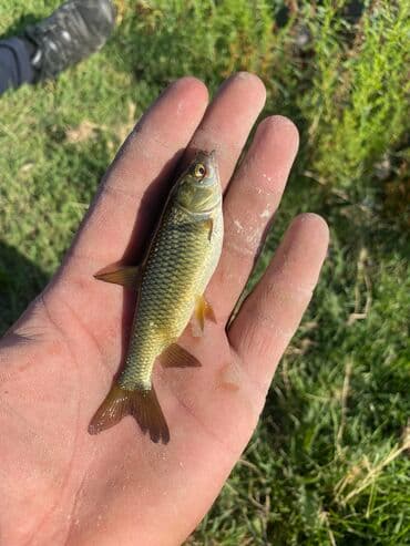 толстолобик: Продаю малёк белого Амура;зеркального карпа;сазана;толстолобика — 5