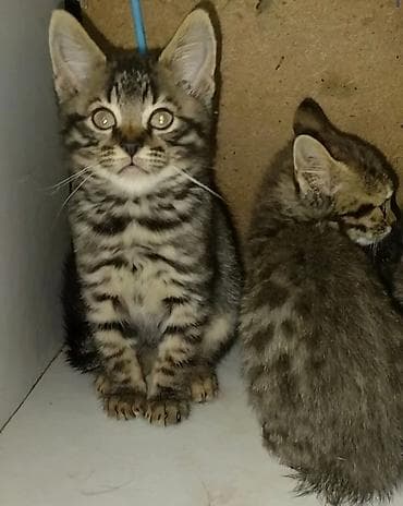 кошка мейн кун цена: Бенгальская, 2 месяца, Мальчик, Черный, Приучена к лотку — 5