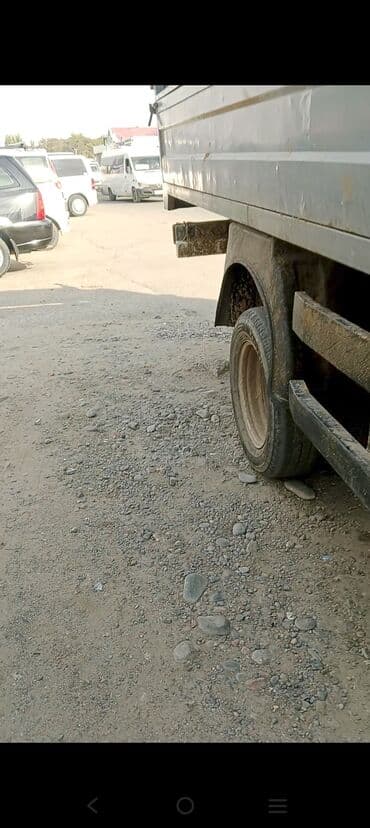 Собаки: Продаю | Коза (самка) — 4