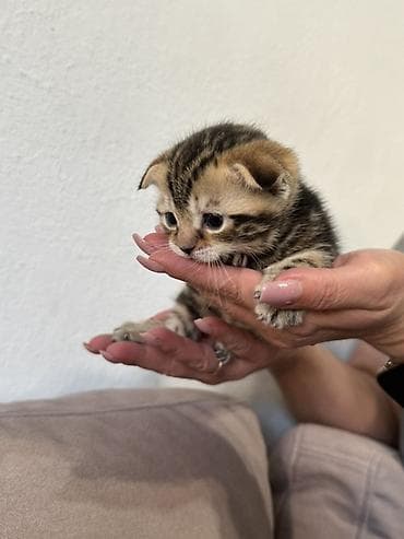 Скотиш Фолд (Шотландская вислоухая), 1 месяц, Девочка, Приучена к лотку — 4