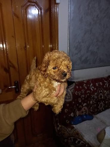 пш метр: Щенки готовы к переезду в новый дома — 4