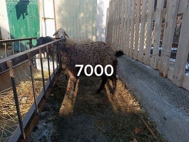 верблюд цена: Продаю | Овца (самка) | Для разведения — 1