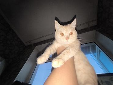 сколько стоит кошки: Кошка (светло-кремовый окрас) - смешано породистый короткошёрстная — 1