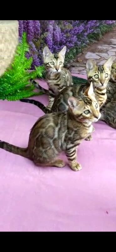 новорожденные котята: Бенгальские котята Проф.Питомник Бен Гла Мур предлагает.чудесных — 28