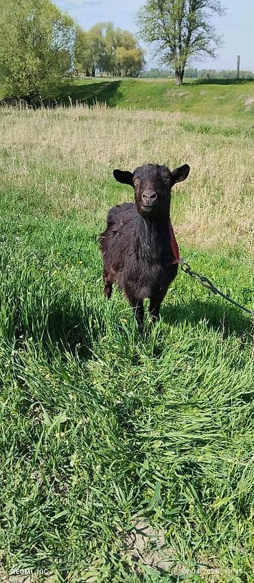 телята музо: Продаю | Коза (самка) | Полукровка | Для молока | Котные — 10