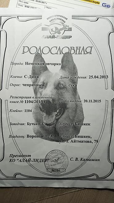 бекер ит: Немецкая овчарка, Более 5 лет, Самка, С родословной — 7
