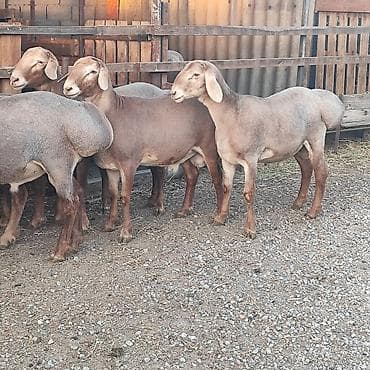 бараны гисары: Продаю | Баран (самец) | Гиссарская, Полукровка, Арашан | На забой, Для разведения, Для шерсти | Племенные, Осеменитель — 4