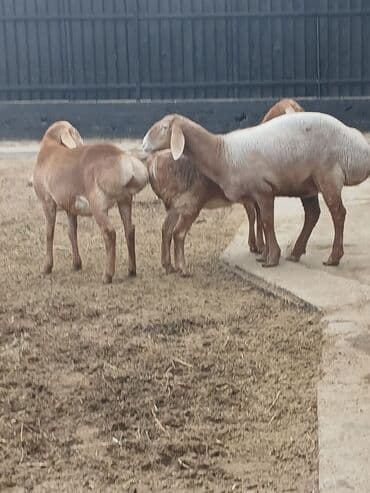 щенки добермана: Продаю | Овца (самка) | Арашан | Для разведения | Матка — 3