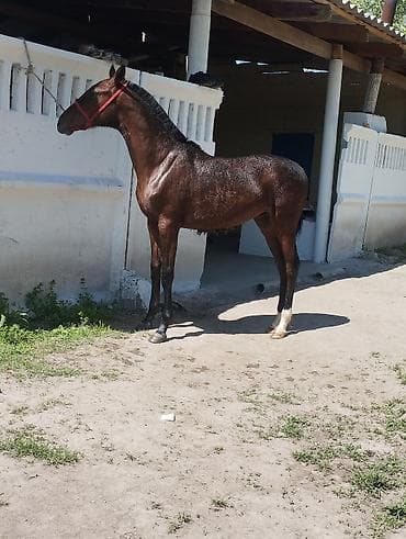 мышык кичинекей: Сатам | Тай | Ат спорту — 4