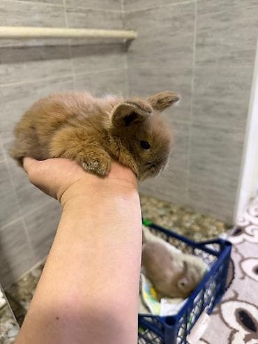 кошки каракол: Кролик с окрасом, сочетающим белый и светло-коричневый цвета. Обладает — 5