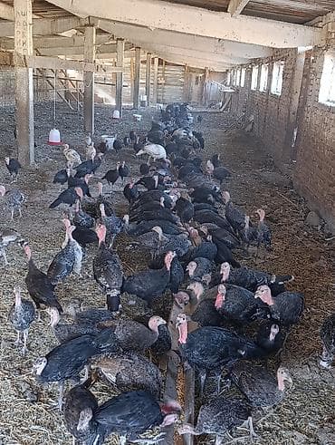 абиссинская кошка бишкек: Продаю индюков цена от 1700с и выше всего количество 200 шт. Можно — 8