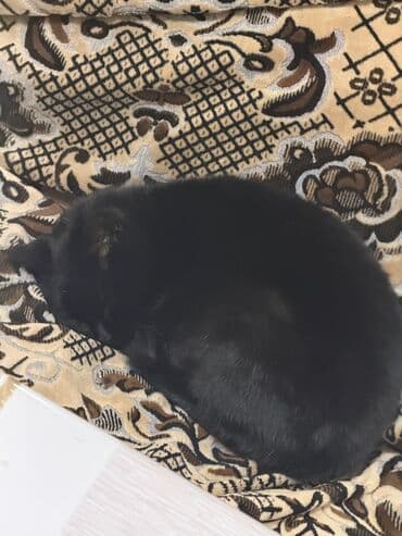 отдам машину в хорошие руки бесплатно: Отдаем кошку бесплатно, она умная и добрая. Нет имя — 3