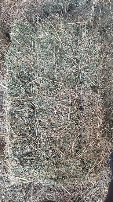 Грызуны: Продаю тюки клевер 2 укос плотный тяжёлый хороший цена 380 сом — 1
