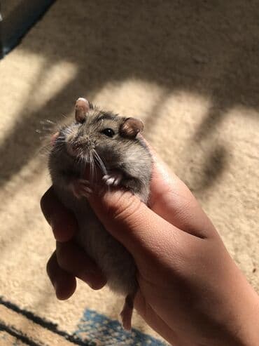 животные для дома: Продаю хомяков джунгарских, остались последние две штуки, мальчик и — 1