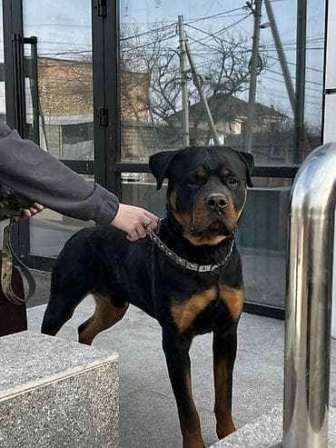 куплю собаку ротвейлер: Вязка: Ротвейлер, Самец, 2 года, С родословной — 1