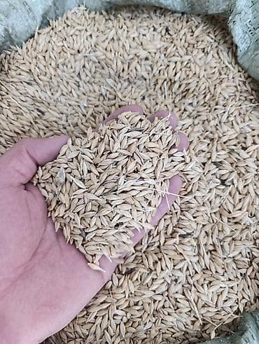 Арпа в мешках - Натуральное цельное зерно овса в шелухе - Фракция