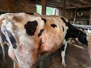 отдам даром вислоухого котенка: Продаю — 4