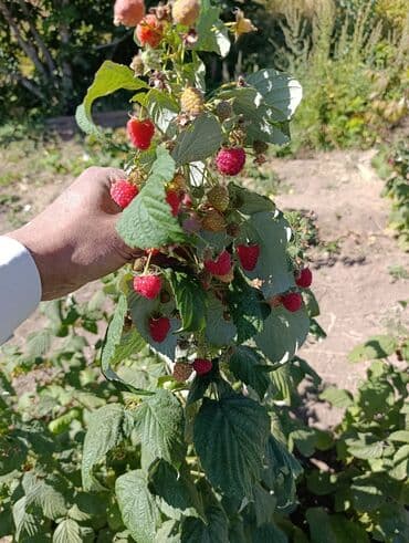 купить клубнику рассаду: Саженцы малина полька — 2