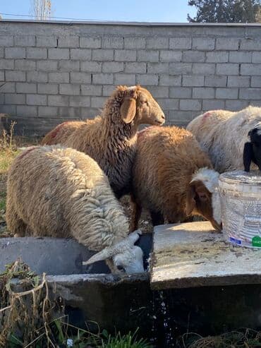 в связи с переездом отдам попугая жако в добрые руки: Продаю | Овца (самка), Ягненок, Баран (самец) — 4