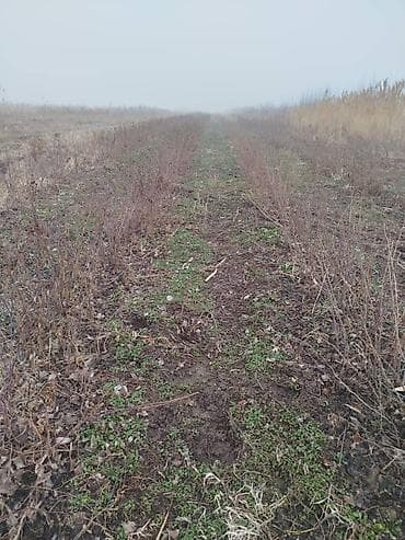 клубника тепличная: Саженцы ремонтантной малины ПОЛАНА - Сортова́я ремонтантная малина с — 8