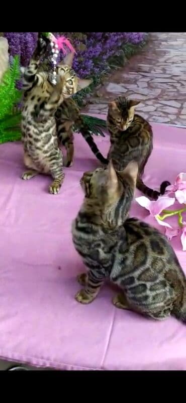 новорожденные котята: Бенгальские котята Проф.Питомник Бен Гла Мур предлагает.чудесных — 14