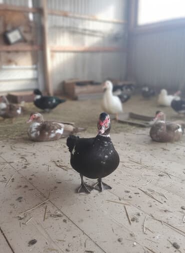 купить корм для перепелов несушек: Селезни индоутки (мускусные утки) - Порода: индоутка, крупный мясной — 3