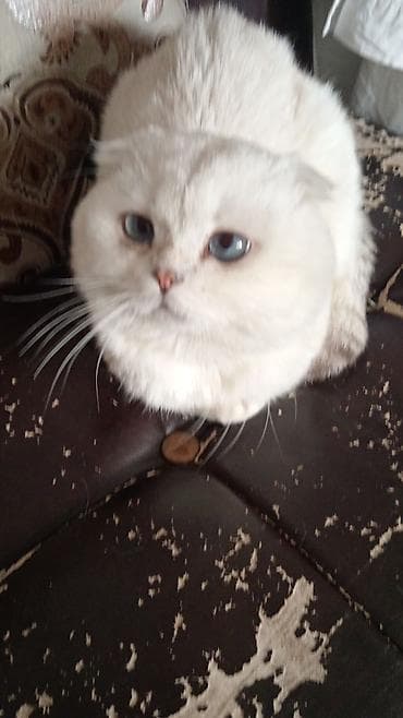 кошка сфинкс цена: Шотландская вислоухая кошка, окраса поинт (светлый корпус, ушки и — 2