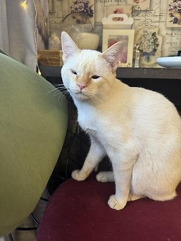 Продажа кошек: 8 месяцев, Девочка, Приучена к лотку, Проглистована — 3