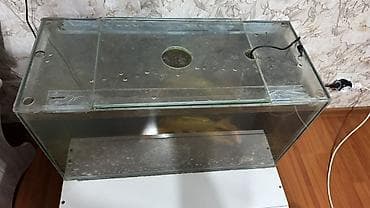 продажа аквариумных рыбок: Аквариумный комплект с декоративными рыбами. Продаем рыбок и аквариум — 3