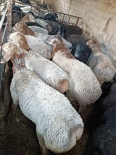 купить козу: Продаю | Баран (самец) — 3