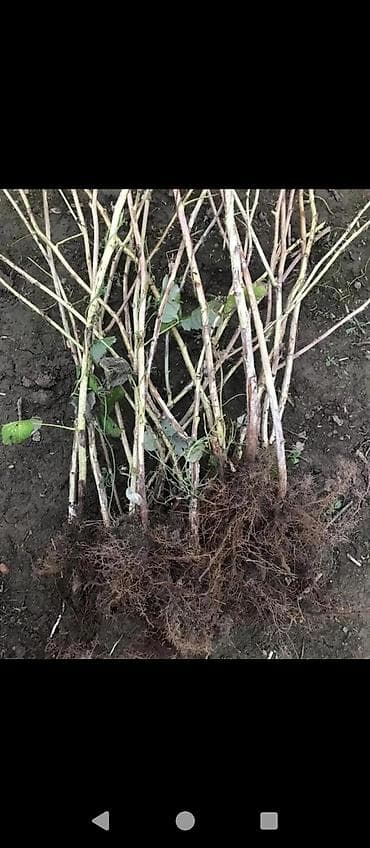 кой порода: Саженцы малины (сортотип крупноплодной летней малины) - Тип: плодовые — 3