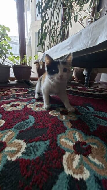 Вязка кошек: Беспородная, 1 месяц, Девочка, Черепаховый, Приучена к лотку — 3