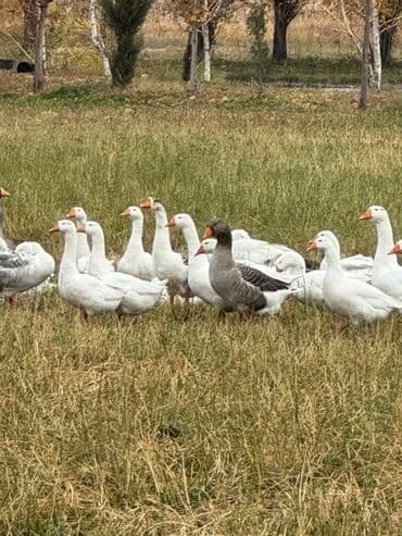 куры доминанты: Гуси на вольном выпасе Возраст 8 месяцев - Поголовье крупное — 3