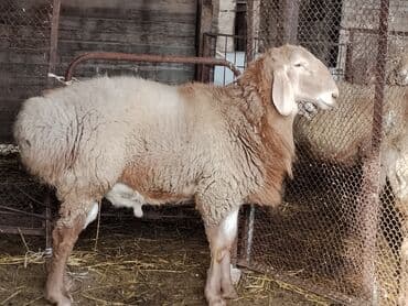 Ламинат: Продаю | Овца (самка) | Арашан — 10