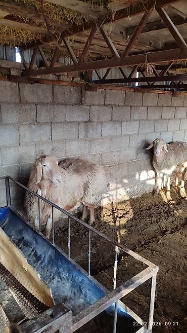 лошадь кабыла: Продаю | Овца (самка) | Для разведения — 5