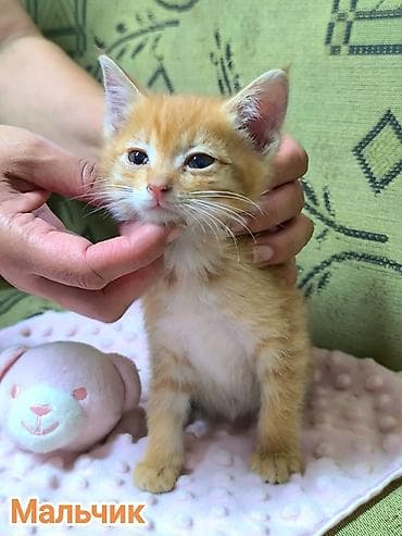Кошки: Кошка даром: Беспородная, 2 месяца, Мальчик, Приучена к лотку — 1